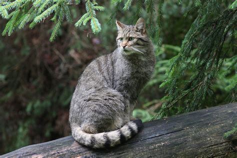 2019 Wildkatze Naturschutzbund Österreich