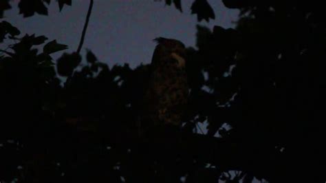 Male Great Horned Owl Invisible To Visible 7 16 2019 Forest Park St Louis Missouri Usa