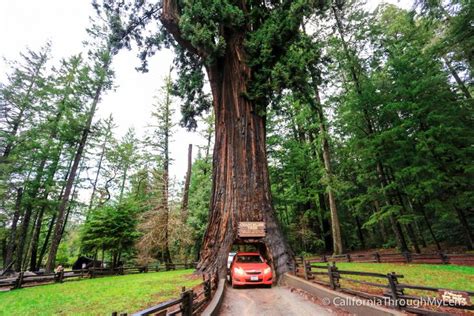 Chandelier Drive-Thru Tree in Leggett - California Through My Lens | California attractions ...