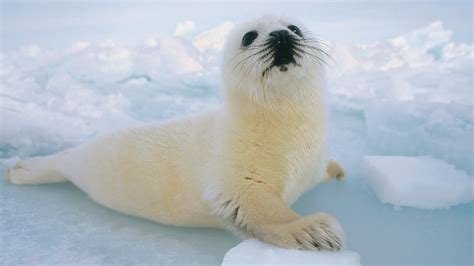 Harp Seals Nwf Ranger Rick