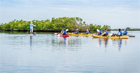 Marco Island Kajak Mangroven Kotour Im Rookery Bay Reserve Getyourguide