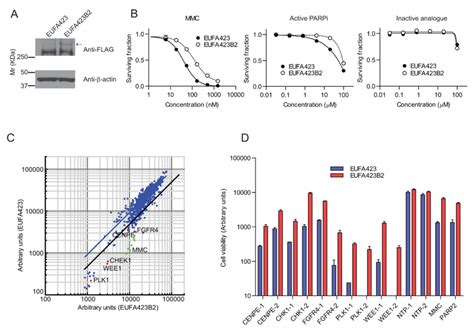 An RNAi Screen To Identify Genes Synthetic Lethal With BRCA2 Deficiency