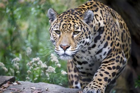 wild dangerous top  animals  argentina