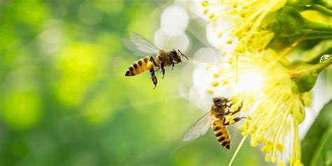 O Que é Polinização Sua Importância Para A Agricultura Brasileira