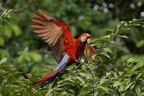 Scarlet Macaw Costa Rica Photograph by Hiroya Minakuchi