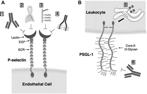 Targeting P Selectin Glycoprotein Ligand P Selectin Interactions As A