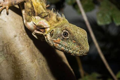 Un Estudio Revela El Escondite Secreto De Los Reptiles Ciencia El Pa S