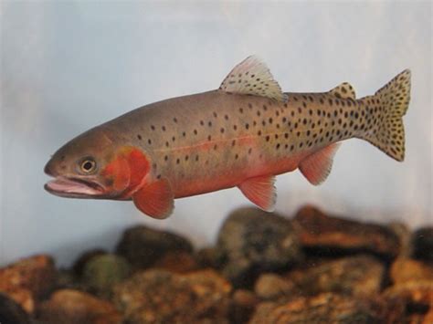 Greenback Cutthroat Trout Oncorhynchus Clarkii Stomias Species Profile