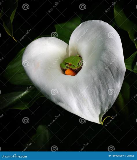 how do you frog hiding naturally 4