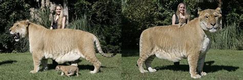 Liger, Breed of Male Lion And Female Tigress,Hybrid Animal