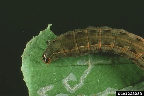 Cucumber Diseases And Pests Description Uses Propagation