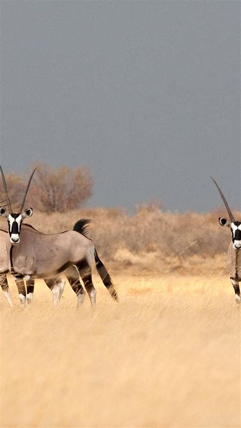 Bing Hd Wallpaper Jun A Group Of Southern Gemsbok In The