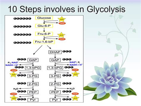 Biology Students Are Struggling With The Glycolysis 10 Steps - RYZE Superfoods