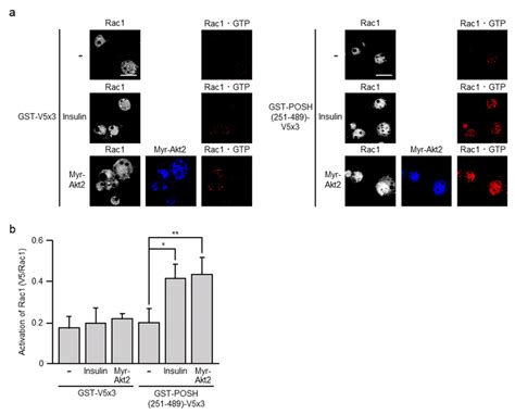 The formation of GTP-bound active Rac1 (Rac1·GTP) by ectopic expression ... 