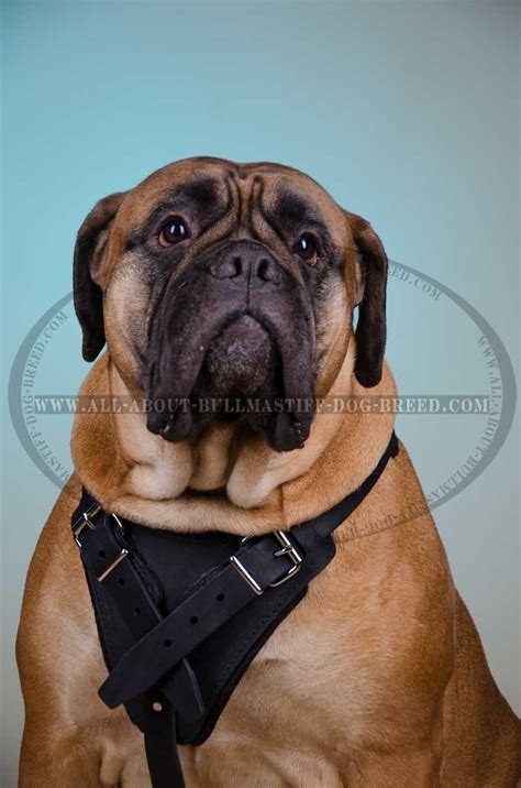 Buy Bullmastiff Harnesses | Training Walking | Leather Dog Harness