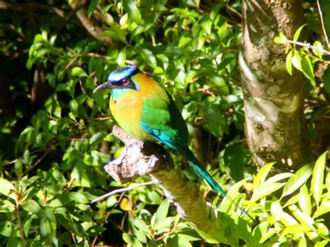 Bird Watching Tour Monteverde Costa Rica