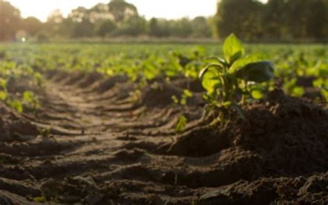 El 40 de los suelos de Argentina están degradados Erosión del suelo