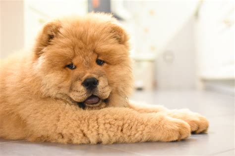 Chow Chow puppies - Care, training and more | Pawzy