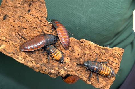 Free Photograph Madagascar Hissing Cockroaches Bugs Gromphadorhina