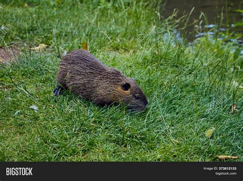 Brown Nutria On Bank Image And Photo Free Trial Bigstock