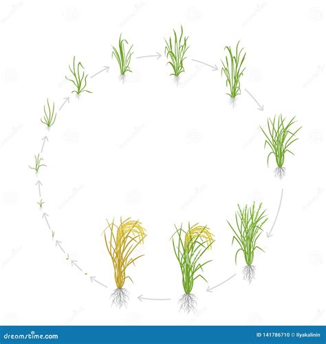 Life Cycle Of Rice Plant