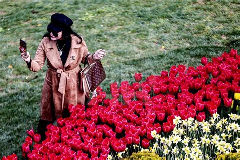 Bunga Tulip bermekaran di Taman Emirgan Istanbul Turki Anadolu Ajansı