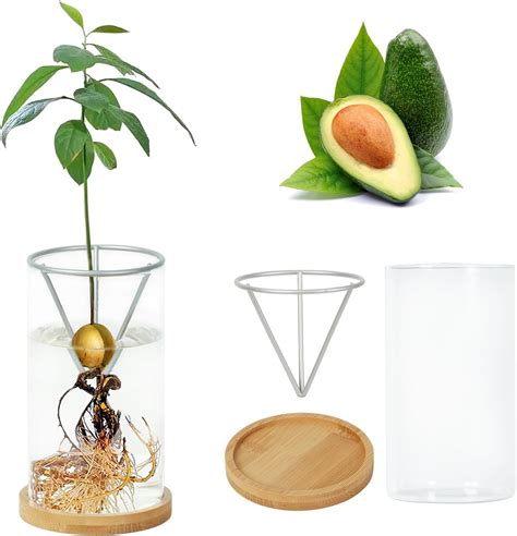 Amazon Bylion Avocado Tree Growing Kits Avocado Growing Vase