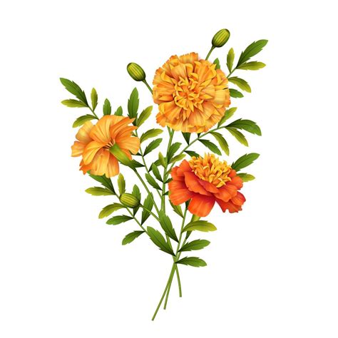 Marigold Flowers Design Vector Illustration