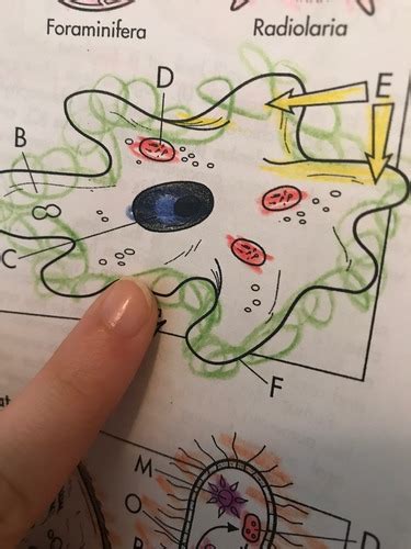 Biology Test Kingdom Protista Pictures Flashcards Quizlet