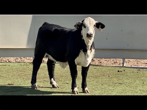 J J Cattle Co Hereford Brahman Beefmaster More Youtube