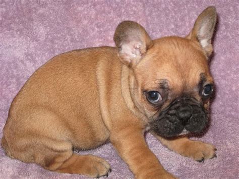 Ivans Frenchies And English French Bulldog Breeder Staten Island New