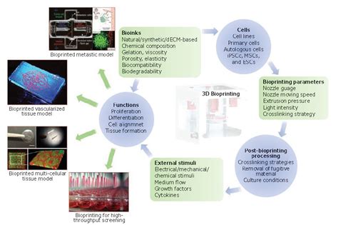 Three Dimensional Bioprinting For Tissue And Disease Modeling