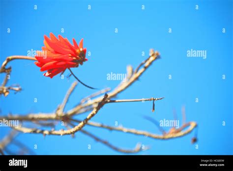 In South Africa Close Up Of Erythrina Lysistemon Flower Plant And Clear