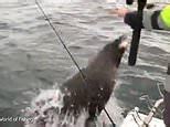 Video Hilarious Moment Cheeky Seal Steals Fisherman S Fish From Line