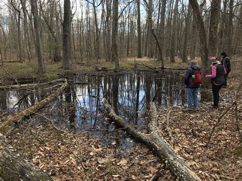 Seen A Salamander Vernal Pools Are Unique Habitats Virginia Dwr