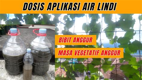 Dosis Dan Cara Aplikasi Pupuk Organik Air Lindi Untuk Anggur Bibit