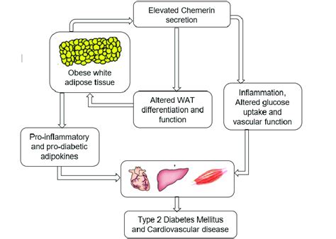 The Schematic Diagram Proposing The Role Of Chemerin In Linking