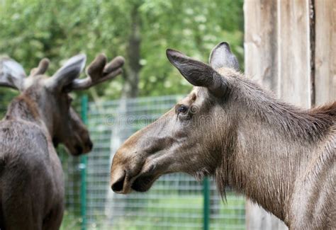 The Big Elk Close Up Portrait Stock Image - Image of brown, animal ...