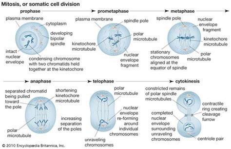 Conception And Heredity Infant And Child Development From Conception