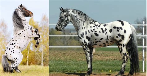 The Allure of Friesian/Appaloosa Crossbreeds - BestUNeed.Com