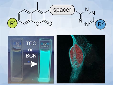 Coumarintetrazine Probes For Bioimaging Chemistryviews