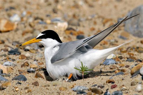 About Little Terns Little Tern Project