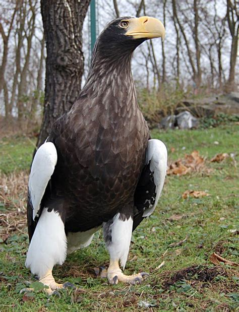 Steller's sea eagle – the heaviest eagle | DinoAnimals.com