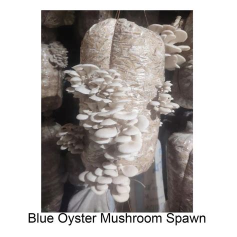 Gachwala Blue Oyster Mushroom Spawn At ₹ 90kg ऑयस्टर का मशरूम स्पॉन