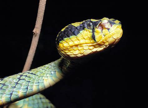 trimeresurus trigonocephalus monaco nature encyclopedia