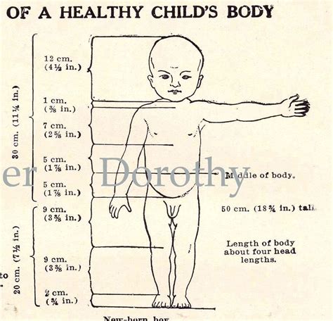 Proportions Of A Healthy Child's Body 1905 Edwardian Era | Etsy