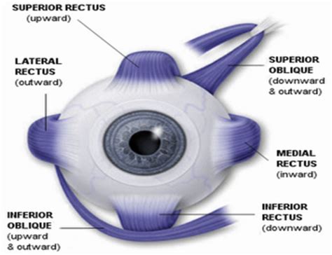 Special Senses Eyes Flashcards Quizlet