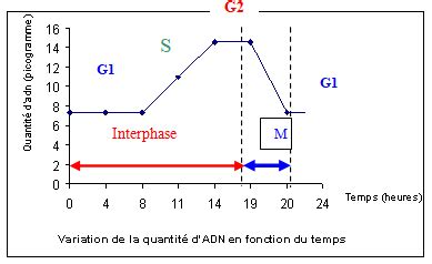 La Division Cellulaire Ou Mitose Et Les Chromosomes Er L Sunudaara