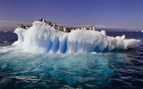 Pinguins Op Ijsschots In Antarctica HD Wallpapers