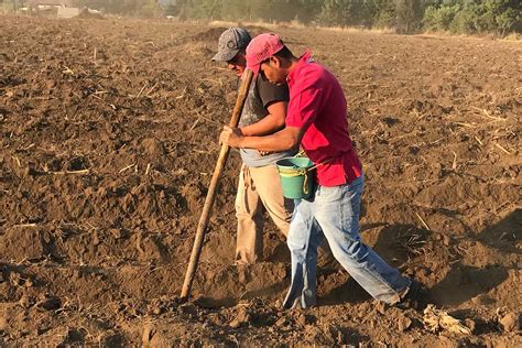 El Uso De La Cal Agr Cola Para El Mejoramiento Del Suelo De Cultivo